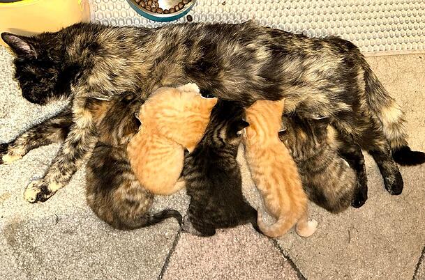 Überraschung! Fünf Babys gehören jetzt zu Pepper. Überraschung! Fünf Babys gehören jetzt zu Pepper.