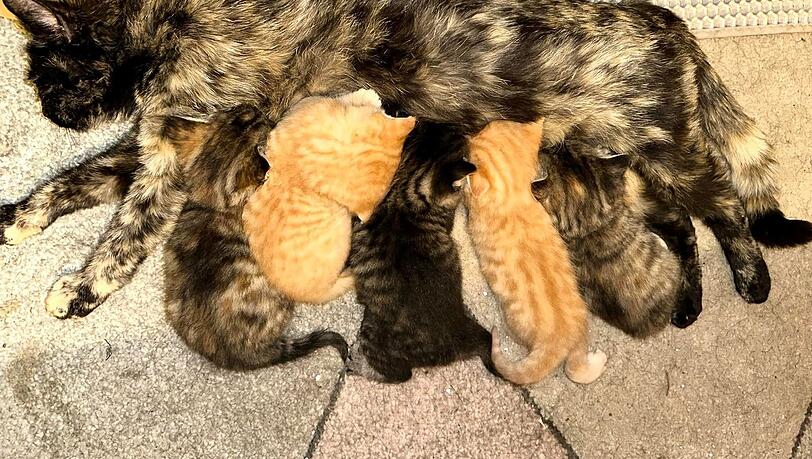 Überraschung! Fünf Babys gehören jetzt zu Pepper. Überraschung! Fünf Babys gehören jetzt zu Pepper.