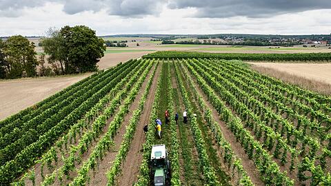 Trotz eines R&uuml;ckgangs wegen des Wetters kommt fast die H&auml;lfte des deutschen Weins aus Rheinhessen und der Pfalz.