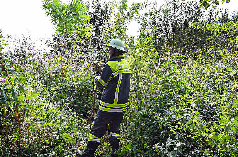 Ungewöhnlicher Feuerwehreinsatz: Im Landkreis Traunstein musste eine Cannabisplantage sichergestellt werden.