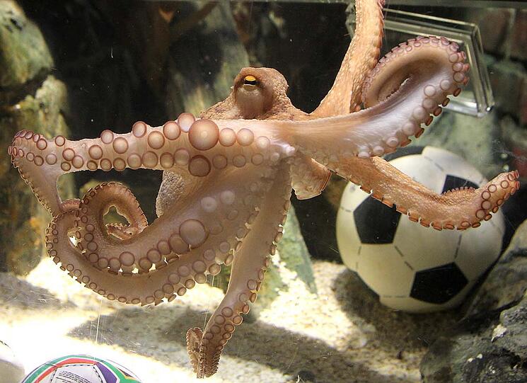 Die Kraken haben gewählt: Deutschland wird gewinnen
