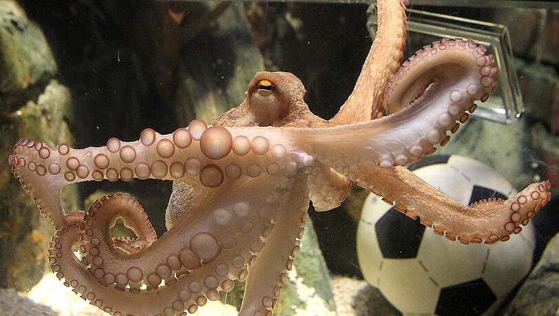 Die Kraken haben gewählt: Deutschland wird gewinnen Die Kraken haben gewählt: Deutschland wird gewinnen