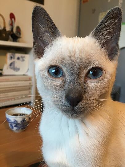 Pia