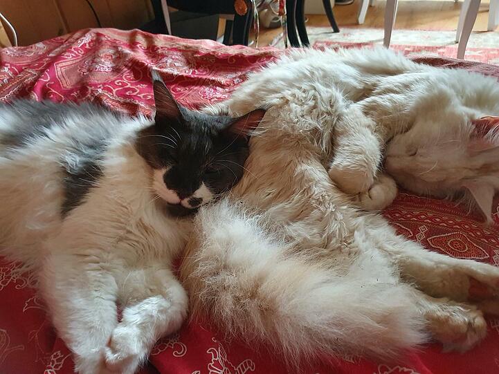 Pumachen und Flauschi