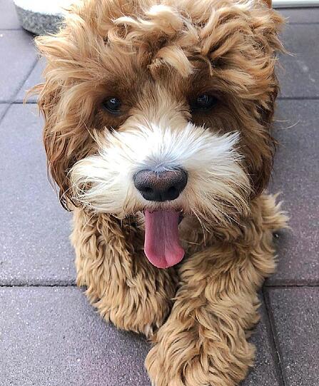 Charlie
