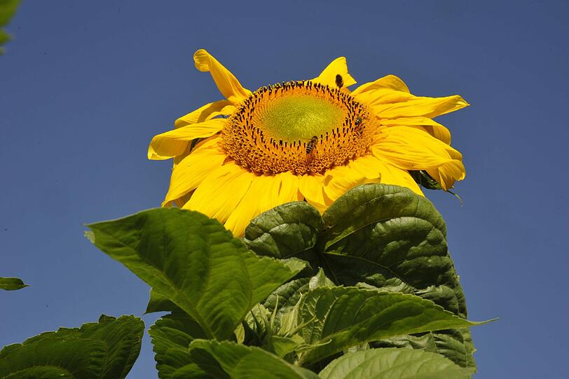 Eines der bekanntesten Motive, die van Gogh gemalt hat, sind Sonnenblumen. Im Botanischen Garten können die Kinder, nachdem sie allerlei Wissenswertes über die Sonnenblume und andere Pflanzen erfahren haben, stilmäßig in seine Fußstapfen treten.