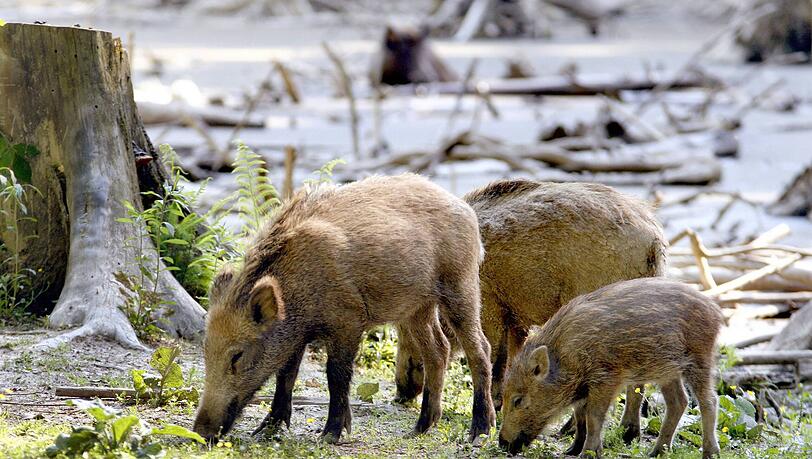 Viele Wildschweine gibt es in der Sauschütt zu bestaunen, aber auch noch vieles mehr. Viele Wildschweine gibt es in der Sauschütt zu bestaunen, aber auch noch vieles mehr.