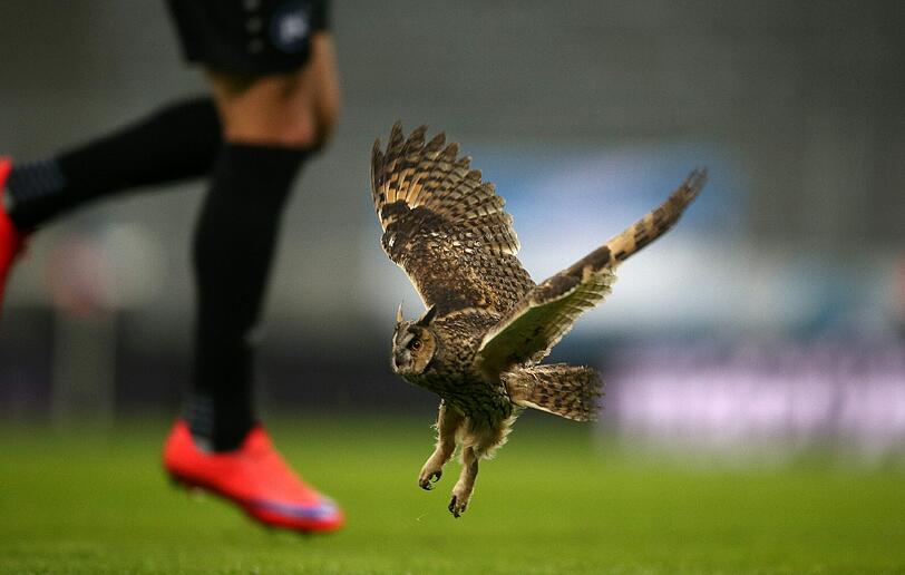 Eine Eule hatte sich am Montagabend zum Spiel des TSV 1860 und Kapitän Christopher Schindler in der Allianz Arena gegen den KSC verirrt.