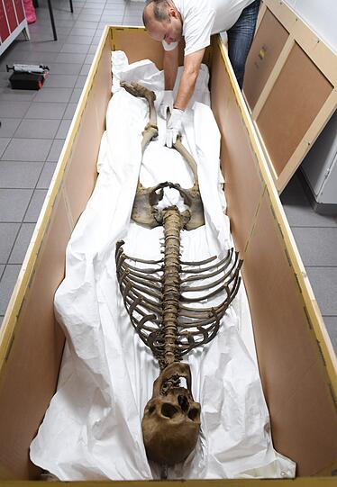 Mitarbeiter einer Speditionsfirma machen im Museum Anatomicum der Philipps-Universität in Marburg (Hessen) das Skelett des "Langen Anton" transportfertig. Das über 400 Jahre alte und fast vollständige Skelett eines 2,44-Mannes zieht für einige Monate ins Germanische Museum nach Nürnberg, wo es in der Ausstellung "Luther, Kolumbus und die Folgen" zu sehen sein wird.