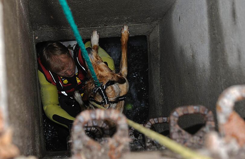 Ein Feuerwehrler zieht der verängstigten "Timmi" aus dem Düker. Genau an der gleichen Stelle ist vor einem Jahr ein Münchner verunglückt...
