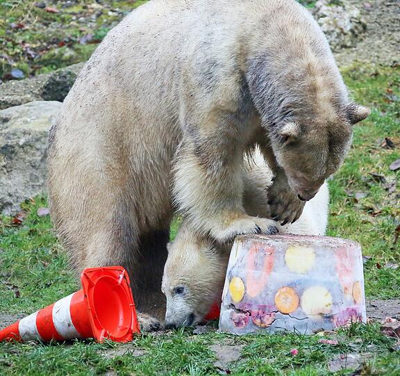 Die schönsten Bilder vom ersten Geburtstag der Münchner Eisbären-Zwillinge Nela und Noby mit ihrer Mutter Giovanna.