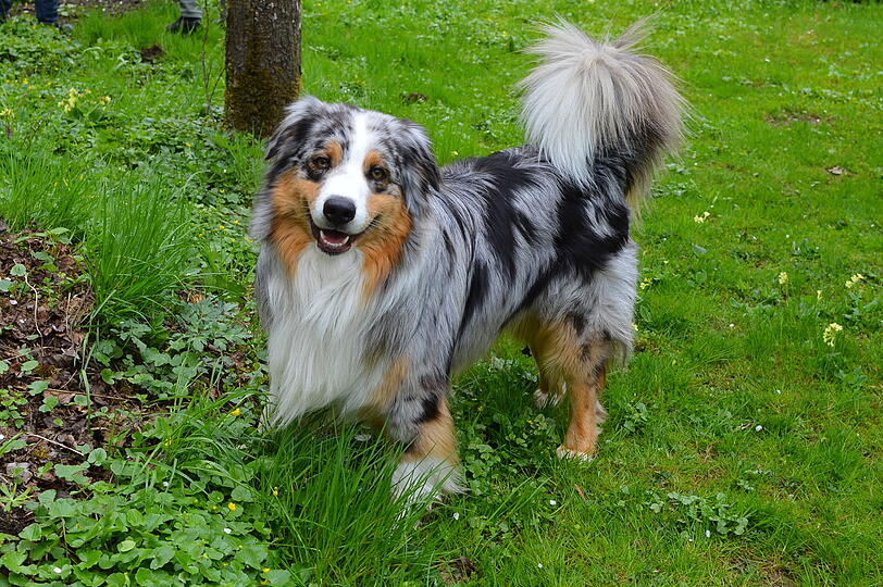 Monty