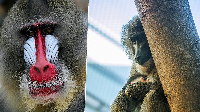 Der Mandrill (links) macht den Drills Platz.
