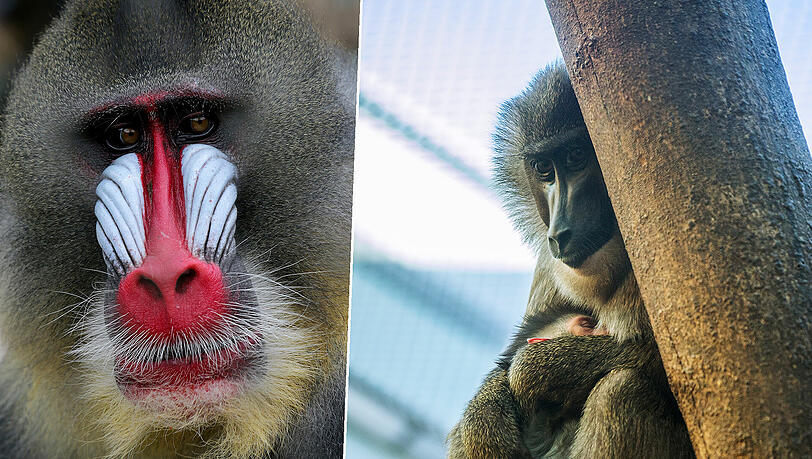 Der Mandrill (links) macht den Drills Platz. Der Mandrill (links) macht den Drills Platz.