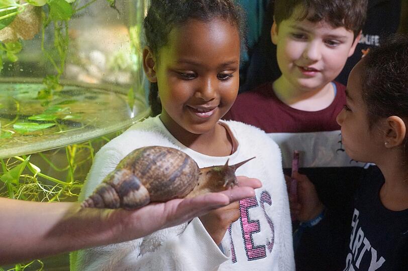 Ganz schön riesig: eine Achatschnecke im Münchner Sea Life.