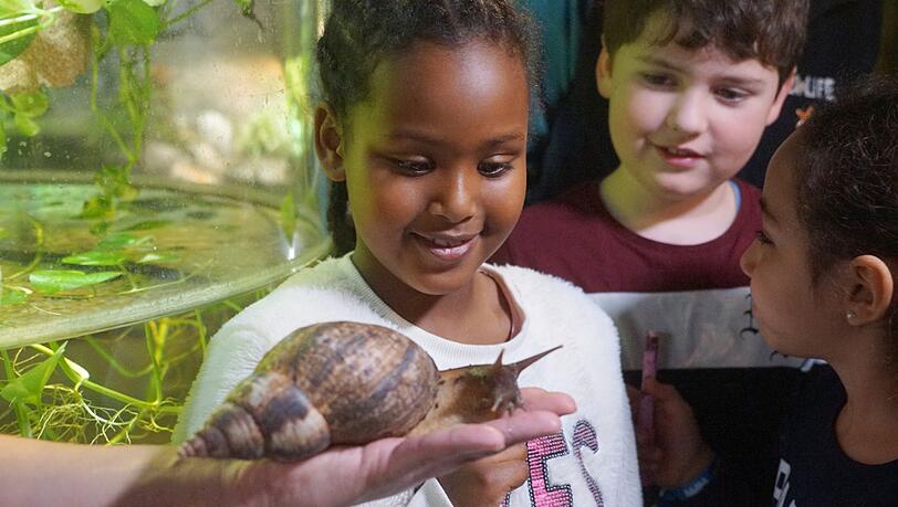 Ganz schön riesig: eine Achatschnecke im Münchner Sea Life. Ganz schön riesig: eine Achatschnecke im Münchner Sea Life.