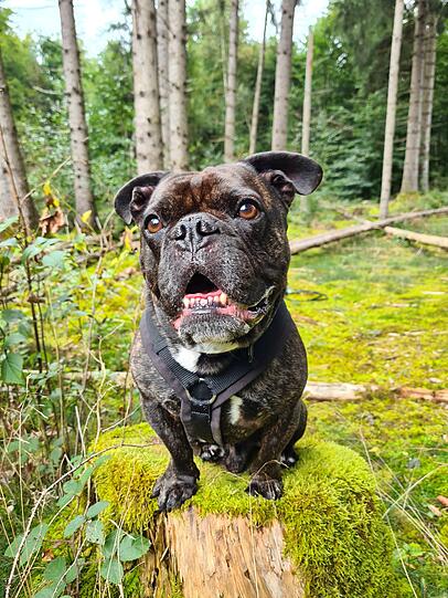 Buddy ist unser Seelenhund. Er begleitet uns schon seit 10 Jahren und stand uns in schwierigen Zeiten immer zur Seite. Buddy darf mit ins Büro und so konnte ich sein Leben prima in meinen Alltag integrieren. Er macht unser Leben ein wenig lesenswerter.