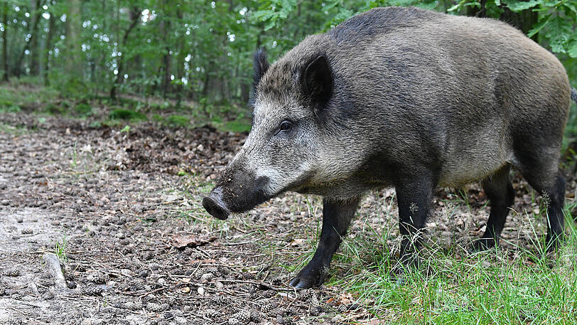 Ein Wildschwein hat sich in Dillingen in ein Modehaus verirrt - und vor allem an den Schaufensterpuppen ausgetobt.
