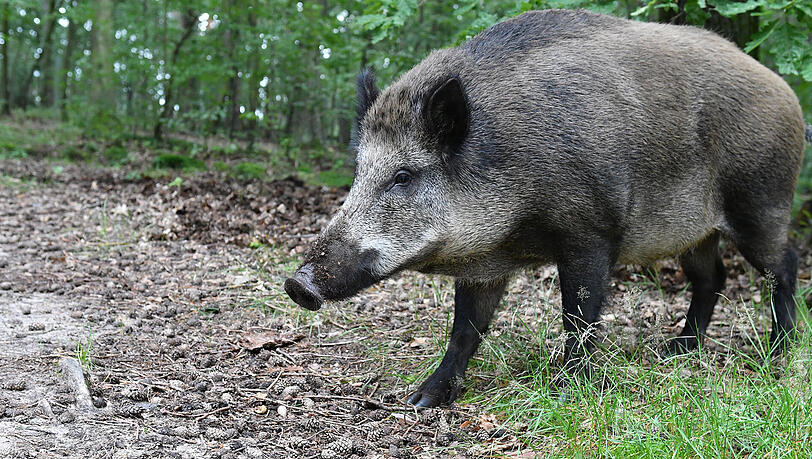 Ein Wildschwein hat sich in Dillingen in ein Modehaus verirrt - und vor allem an den Schaufensterpuppen ausgetobt. Ein Wildschwein hat sich in Dillingen in ein Modehaus verirrt - und vor allem an den Schaufensterpuppen ausgetobt.