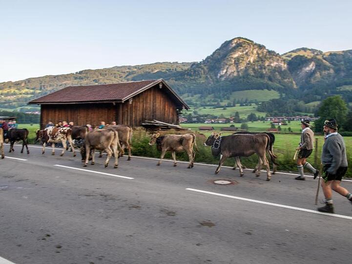 Viehtreiber in traditioneller Kleidung laufen hinter Kühen auf einer Landstraße her. Foto: Lino Mirgeler/dpa
