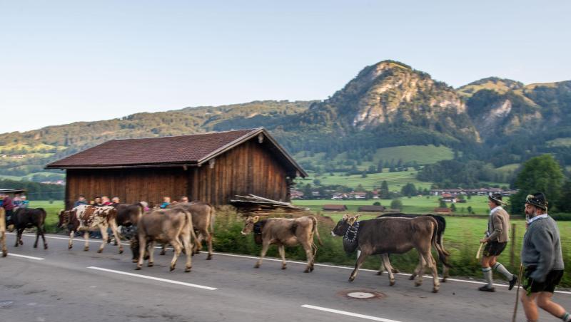 Viehtreiber in traditioneller Kleidung laufen hinter Kühen auf einer Landstraße her. Foto: Lino Mirgeler/dpa Viehtreiber in traditioneller Kleidung laufen hinter Kühen auf einer Landstraße her. Foto: Lino Mirgeler/dpa