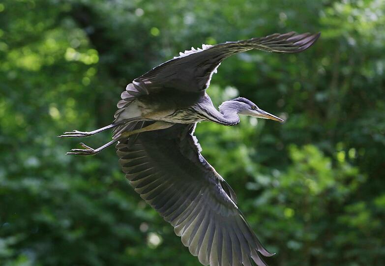 Prächtiger Vogel: ein Graureiher im Anflug auf die Maximiliansanlagen...