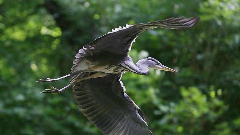 Prächtiger Vogel: ein Graureiher im Anflug auf die Maximiliansanlagen... Prächtiger Vogel: ein Graureiher im Anflug auf die Maximiliansanlagen...