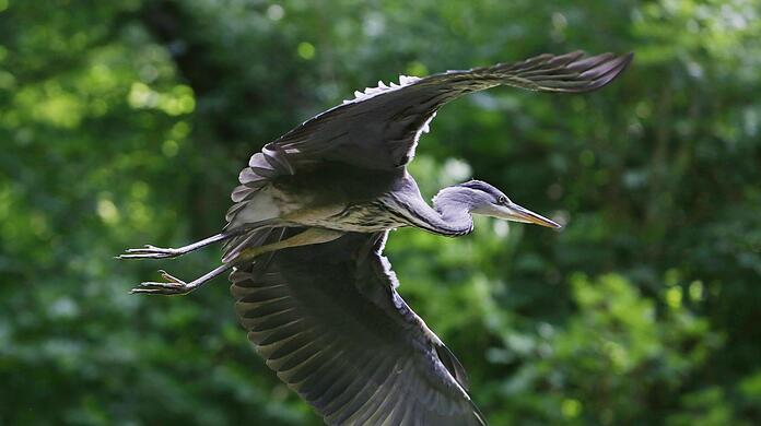 Prächtiger Vogel: ein Graureiher im Anflug auf die Maximiliansanlagen...