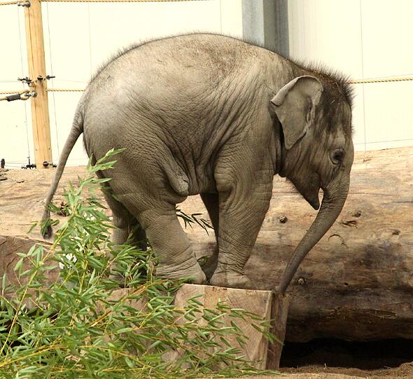 Der sieben Monate Elefantenbulle aus dem Münchner Tierpark Hellabrunn ist am Freitag auf den Namen Ludwig getauft worden. Die süßen Fotos.