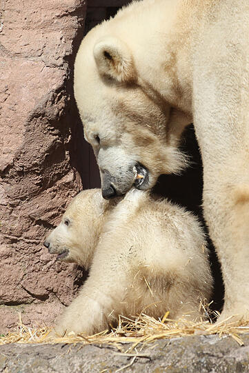 Unsere Eisbärchen Aleut und Gregor mit Mama Vera bei ihrem ersten Ausflug im Freigehege.