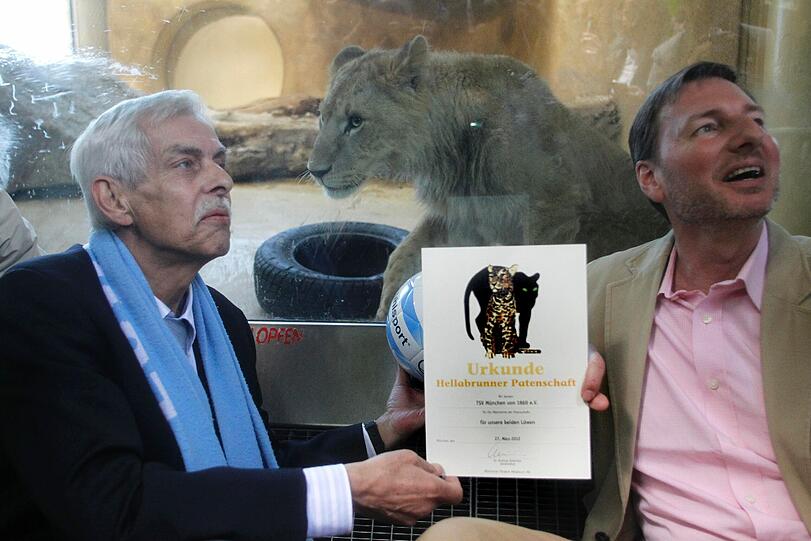 Zwei einjährige Löwenjungs wohnen seit einigen Tagen im Tierpark Hellabrunn. Und der TSV 1860 hat für sie eine Patenschaft übernommen. Klicken Sie durch die besten Aufnahmen von den verspielten Tieren!