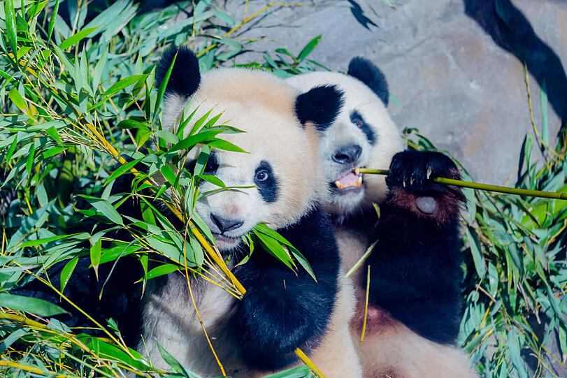 Die Panda-Zwilling Paule frisst neben seiner Mutter Meng Meng im Berliner Zoo Bambus. Die Panda-Zwilling Paule frisst neben seiner Mutter Meng Meng im Berliner Zoo Bambus.