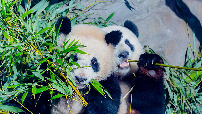 Die Panda-Zwilling Paule frisst neben seiner Mutter Meng Meng im Berliner Zoo Bambus.