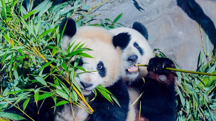 Die Panda-Zwilling Paule frisst neben seiner Mutter Meng Meng im Berliner Zoo Bambus.