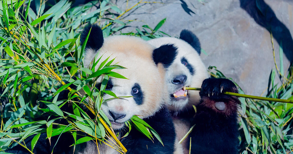 Zwei-Pandas-aus-China-f-r-M-nchen-Das-sagen-Tierpark-und-B-rgermeisterin