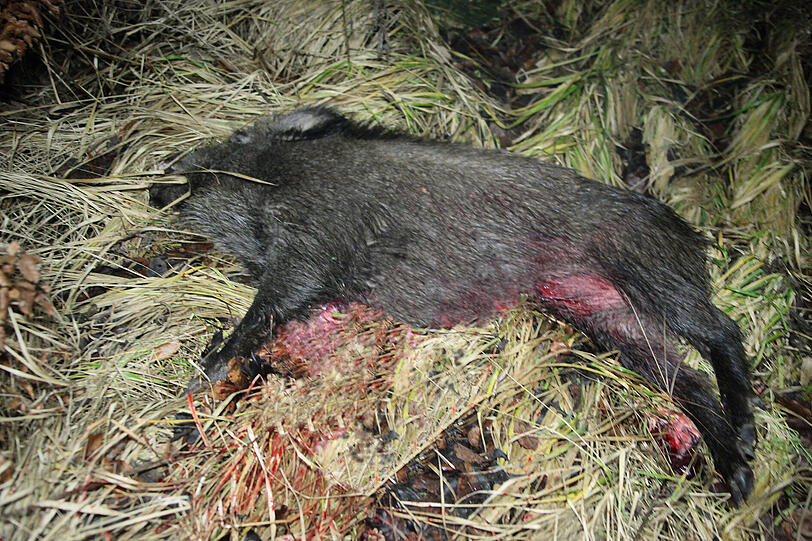 Ein überfahrenes Wildschwein. (Symbolbild)