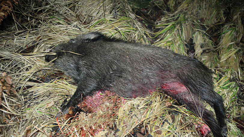Ein überfahrenes Wildschwein. (Symbolbild) Ein überfahrenes Wildschwein. (Symbolbild)