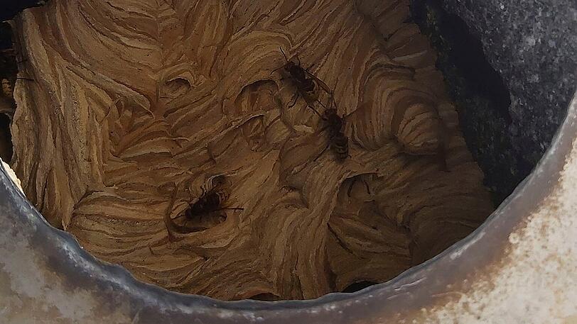 Hornissen stehen unter Naturschutz und dürfen daher nicht ohne Weiteres entfernt werden.