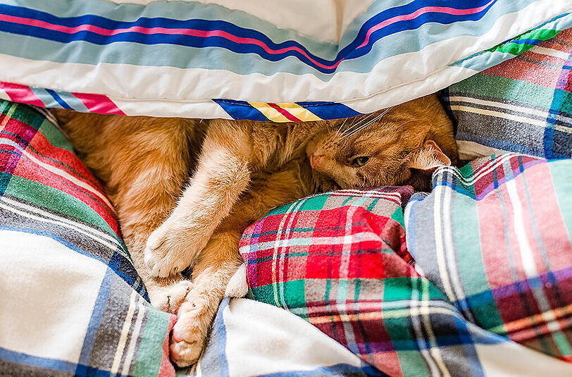 Würden Sie morgens auch gern länger liegen bleiben wie diese Katze? Wissenschaftler aus den USA haben jetzt den Grund dafür geliefert.