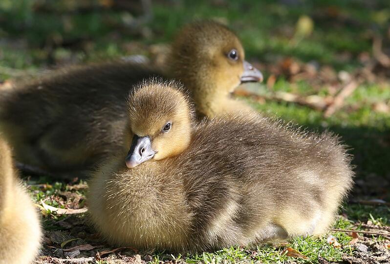 Flauschig und neugierig ist das Graugansküken im Englischen Garten &ndash; aber trotzdem: bitte nicht erschrecken!
