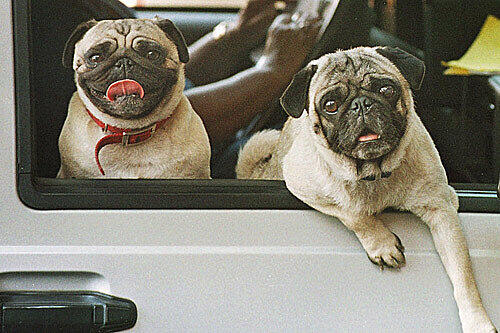 Es kommt immer doller: Nun wird &bdquo;Germanys Next Mops-Modell&ldquo; gesucht. Holley und Buddy hätten bestimmt Chancen.