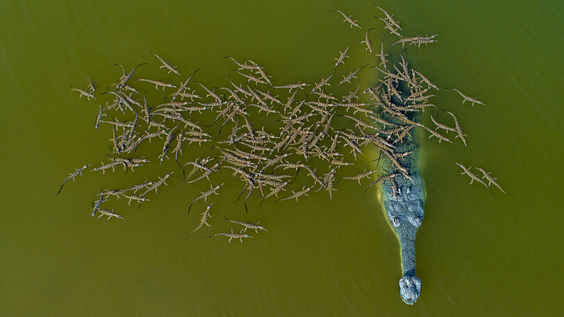 "Responsible Dady the Gharial with Babies" in der Kategorie Wildlife.