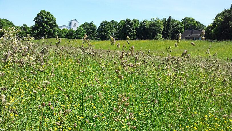 Im Winter ein Schlittenberg - jetzt die pure Idylle mit blühenden Blumen und Gräsern.