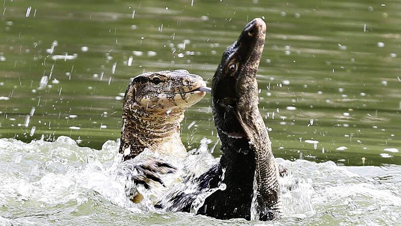 Bindenwarane halten sich besonders gern im Wasser auf. (Archivbild)