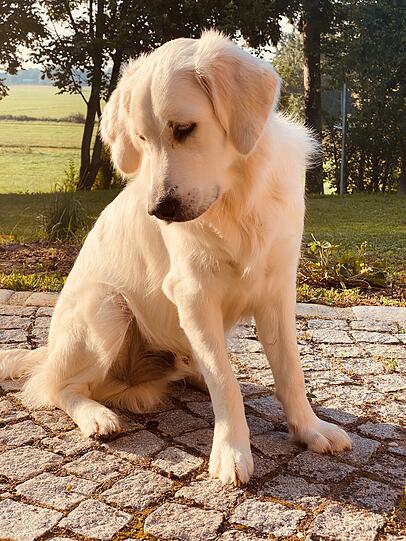 Cooper