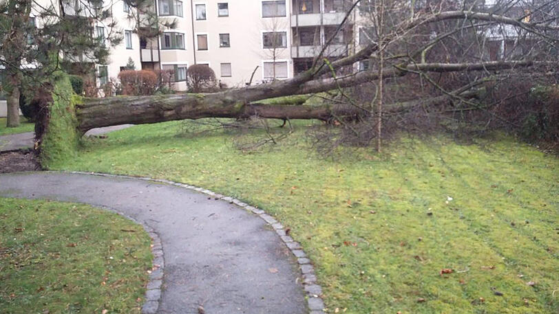 Das Unwetter brachte orkanartige Böen mit sich - der Sturm riss sogar ganze Bäume aus dem Boden, wie hier in einem Hof in Berg am Laim.