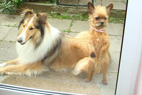 Colliehündin Sheena und ihre kleine Freundin Kiki waren dicke Kumpels. Sie wurden vermutlich im eigenen Garten vergiftet.