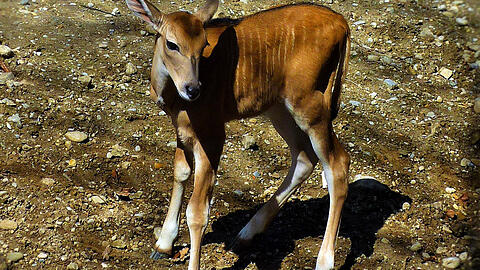 Nach der alphabetischen Vergabe von Namen im Tierpark beginnen dieses Jahr alle Namen mit "X". Im Fall des Kudu-Weibchens haben sich die Tierpfleger für den Namen "Xankysha" entschieden.