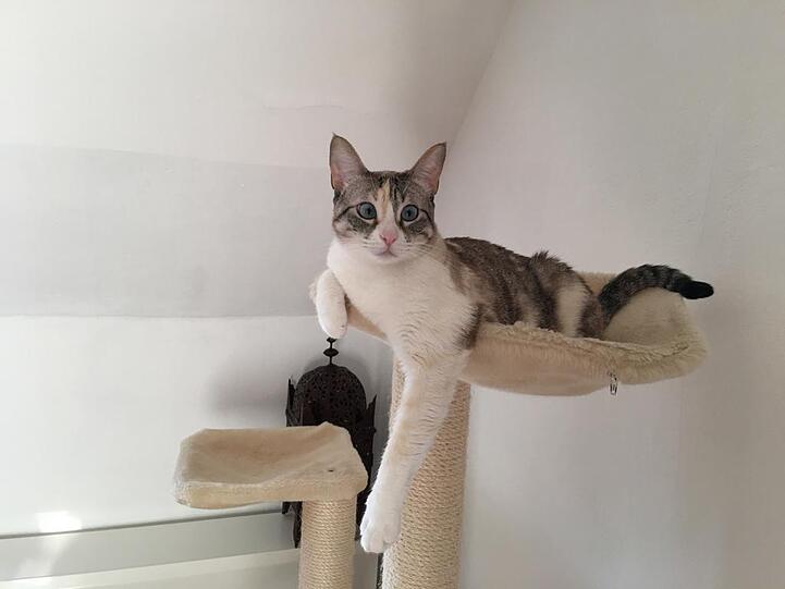 Uma