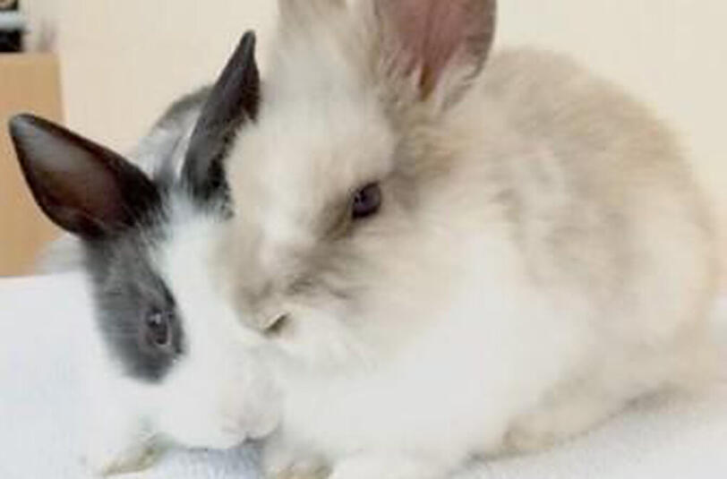 Wurden aus dem Altersheim der Diakonie gestohlen: Die Kaninchen Max und Moritz.